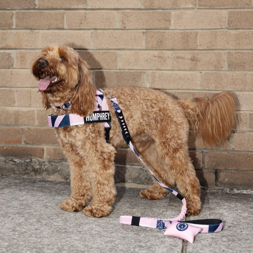 Bungee Dog Leash - Limited Edition Pink