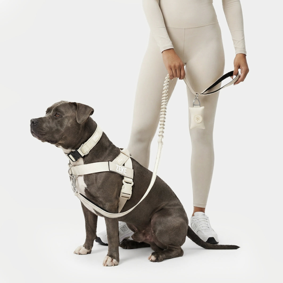 Dark grey dog wearing the Latte harness and collar, sitting beside its owner, who holds the Latte bungee leash