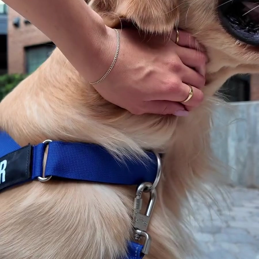 Allie clipping the leash to the front D-ring on River’s chest