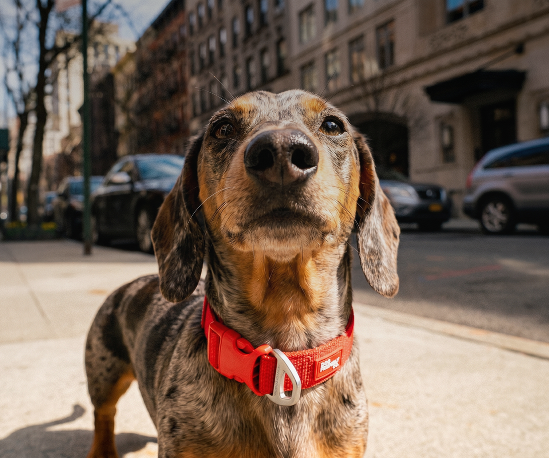 Is Your Dog Becoming Less Active? It Might Not Be What You Think