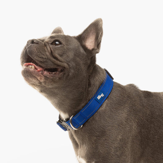 Collar or Harness: What’s Best for Training Your Dog?