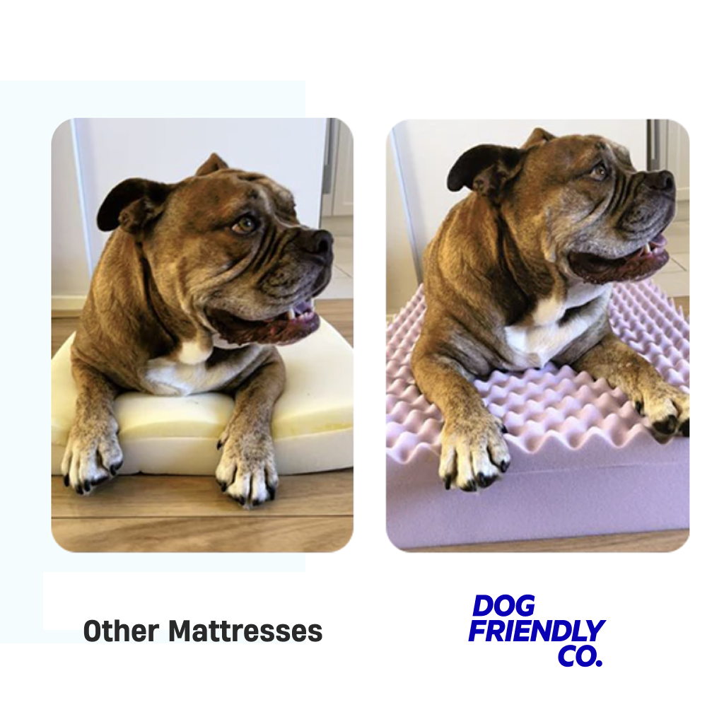 Premium Orthopedic Memory Foam Dog Bed - Sky Blue (Large)