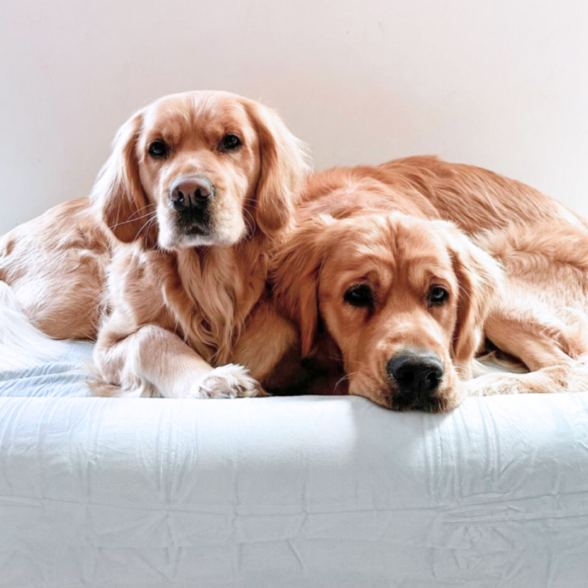 Premium Orthopedic Memory Foam Dog Bed - Sky Blue (Large)