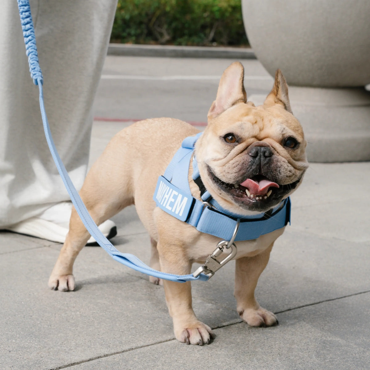 French bulldog in the Air harness with the bungee leash