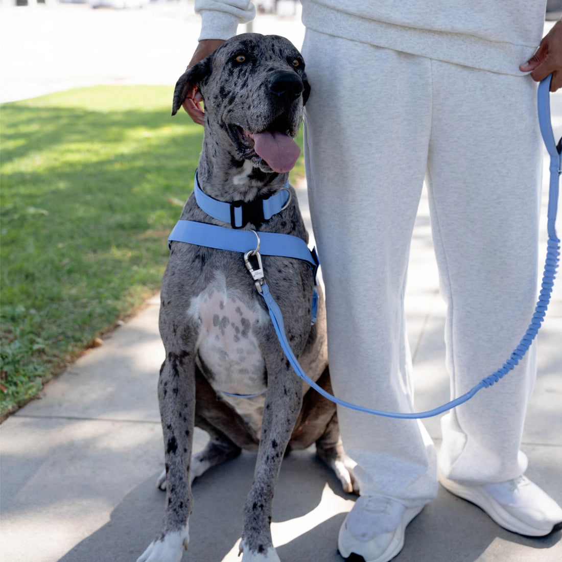 Great Dane in the Air harness and bungee leash, sitting beside its owner