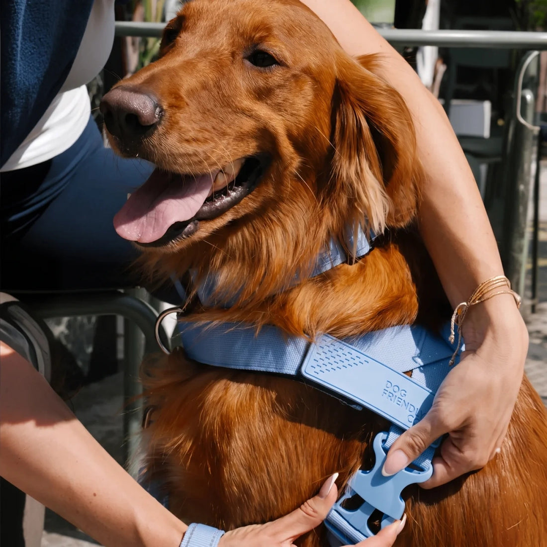 Golden retriever in the Air harness being fitted by its owner