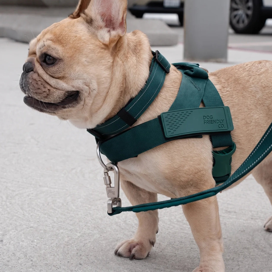 French bulldog in the Forest harness and bungee leash