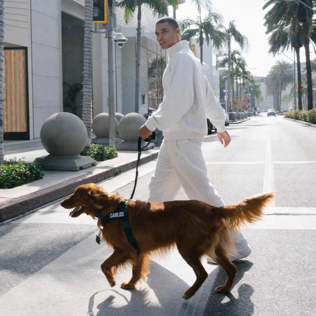 Man walking a golden retriever in the Forest harness across a street