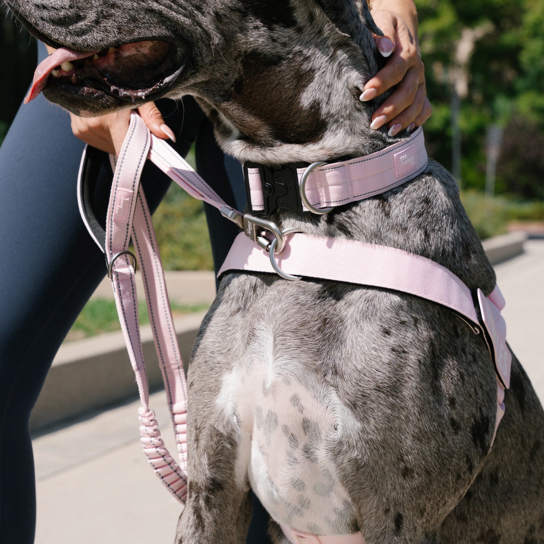 Great Dane in the Sakura harness and collar, its owner holding the leash
