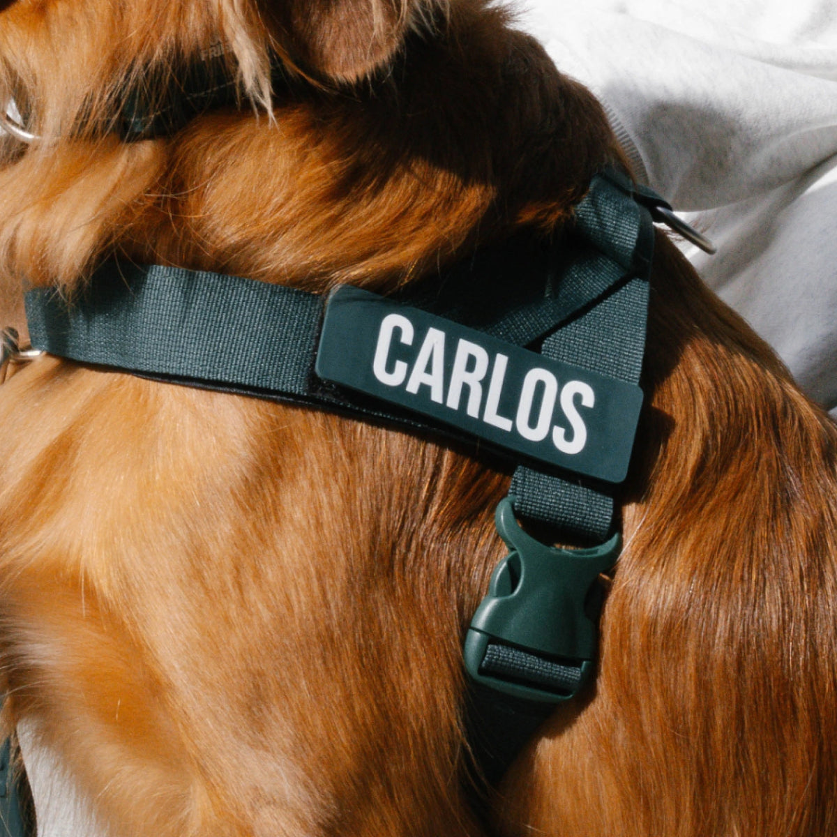 Close-up of the Forest harness on a golden retriever, with the name CARLOS on its custom name patch