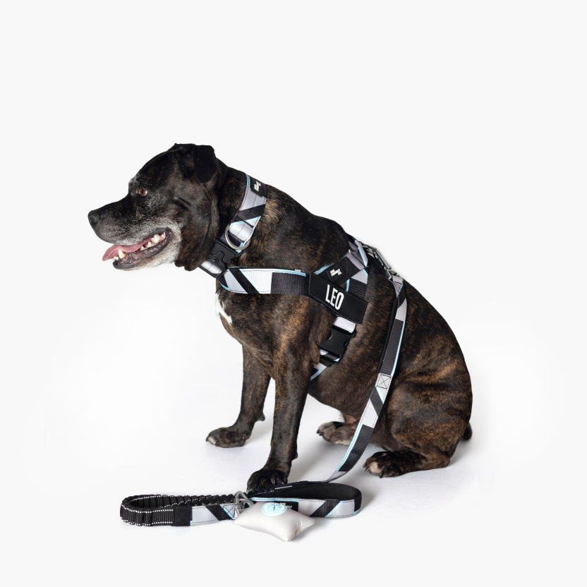 Bungee Dog Leash - Limited Edition Blue