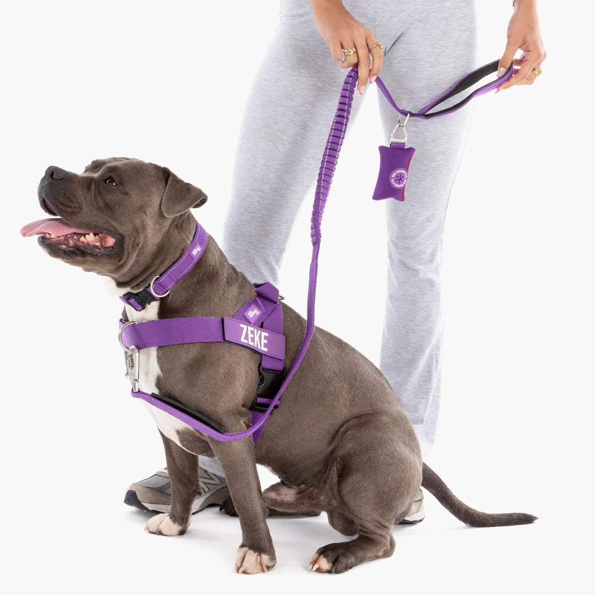 Staffy in a Indigo harness and collar on the Indigo bungee leash, the owner holding the poop bag holder