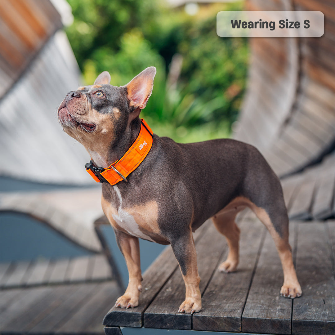 Collar Walk Set - Hi-Vis Orange