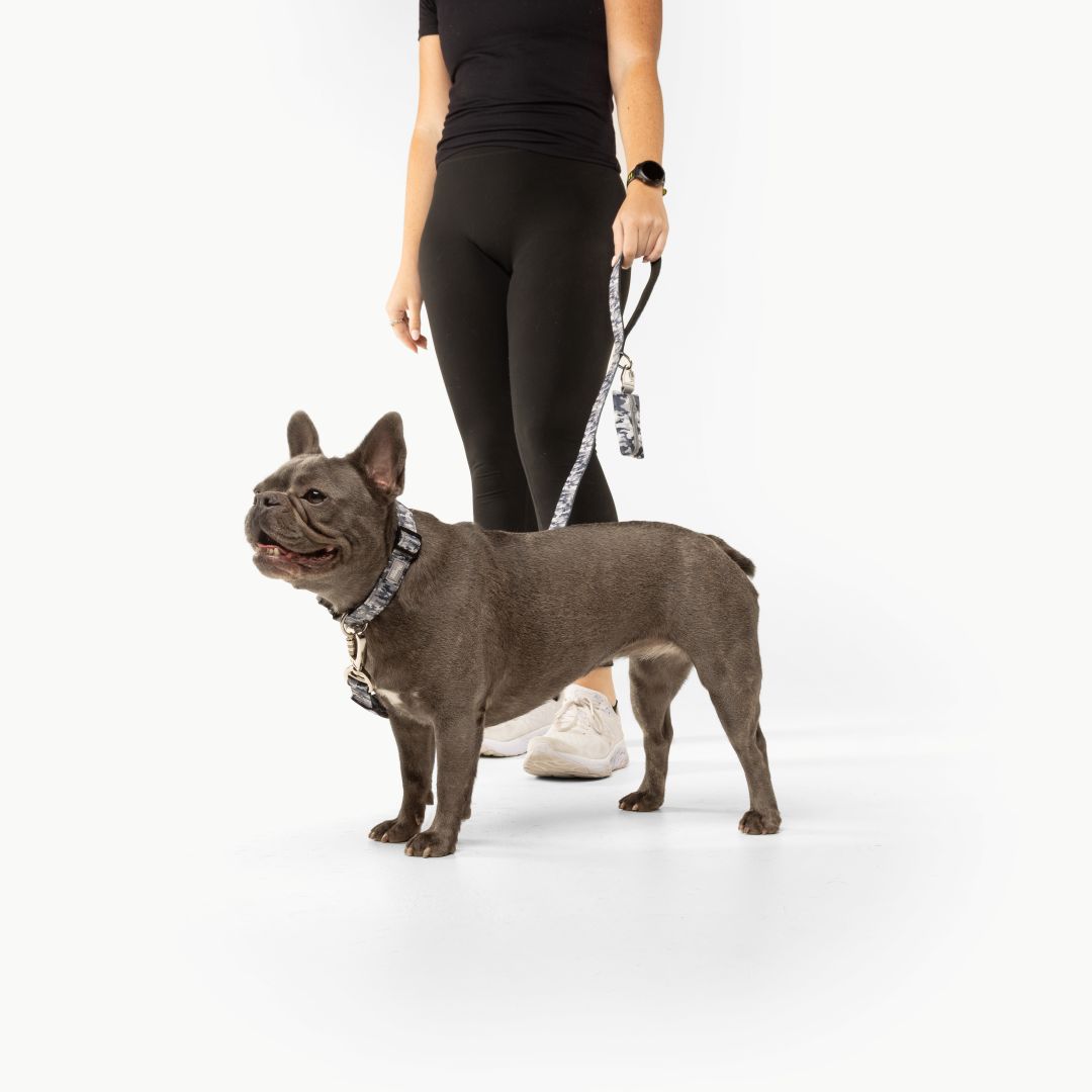 Collar Walk Set - Grey Camo