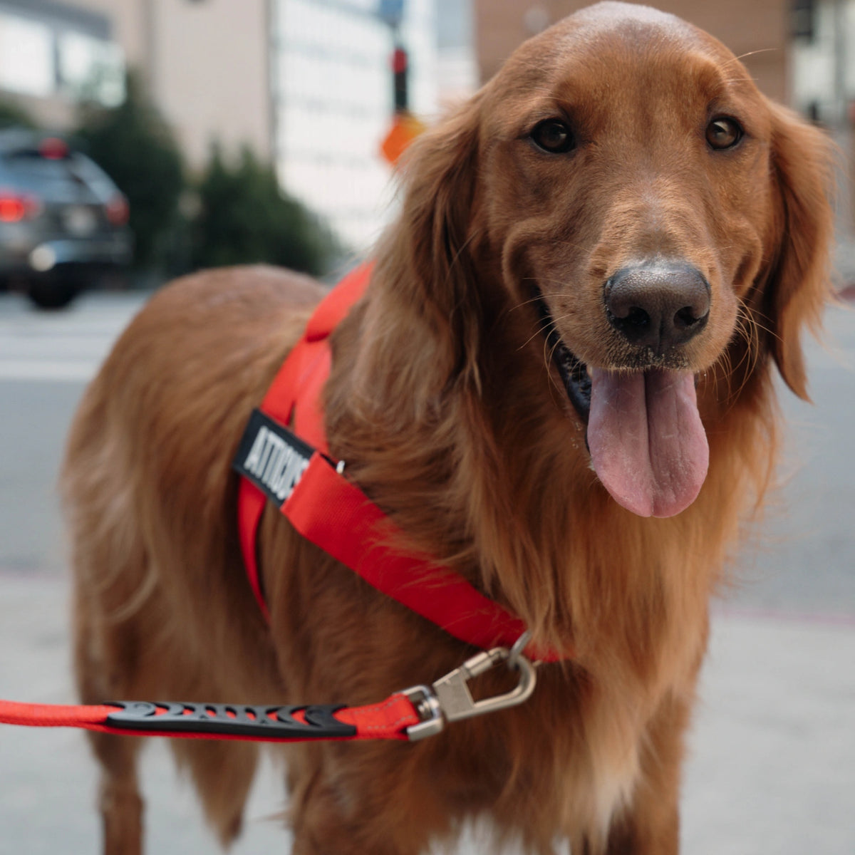 Classic Dog Leash - Red