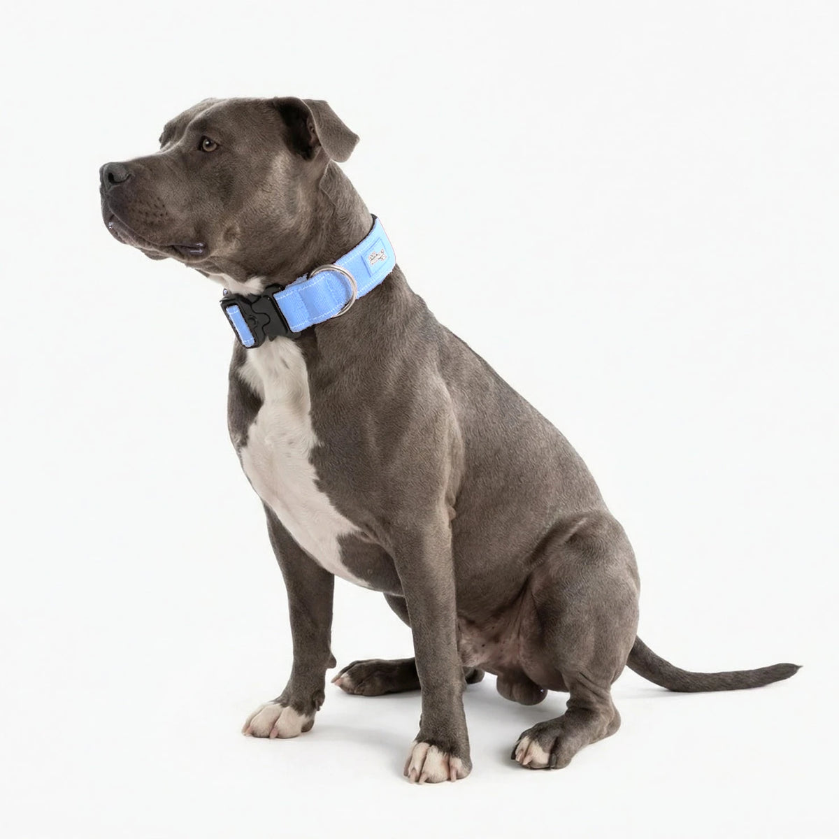 Staffy sitting in the Air tactical collar
