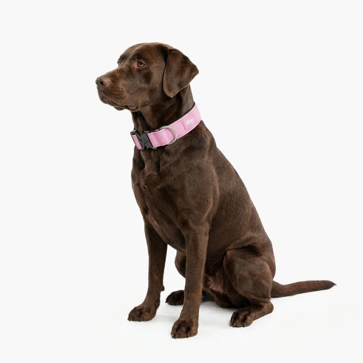 Tactical Dog Collar - Pink