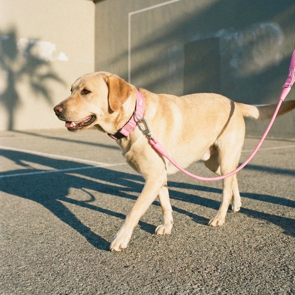 Tactical Dog Collar - Pink
