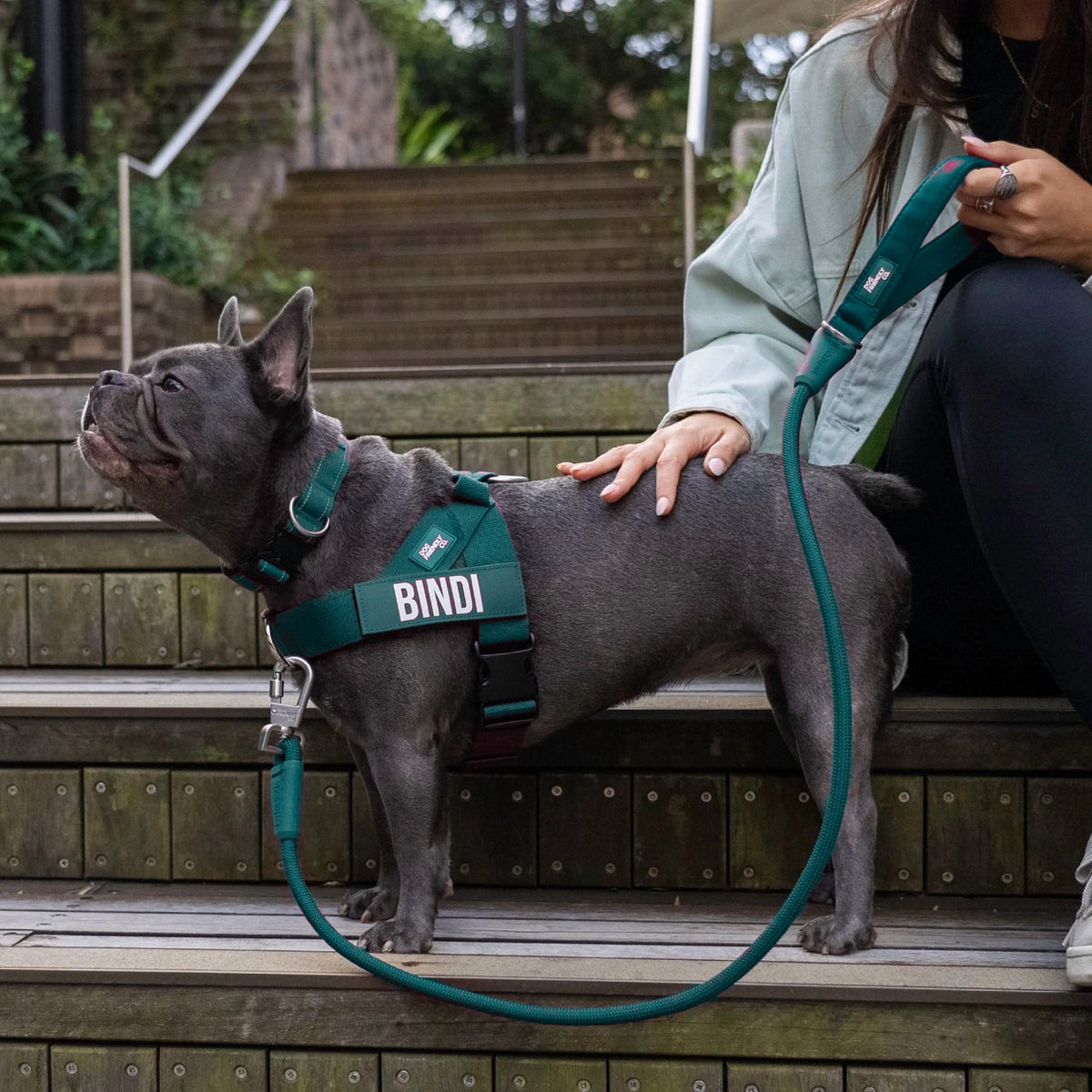 French bulldog in the Forest harness with the name BINDI, Forest collar and bungee leash, on outdoor steps