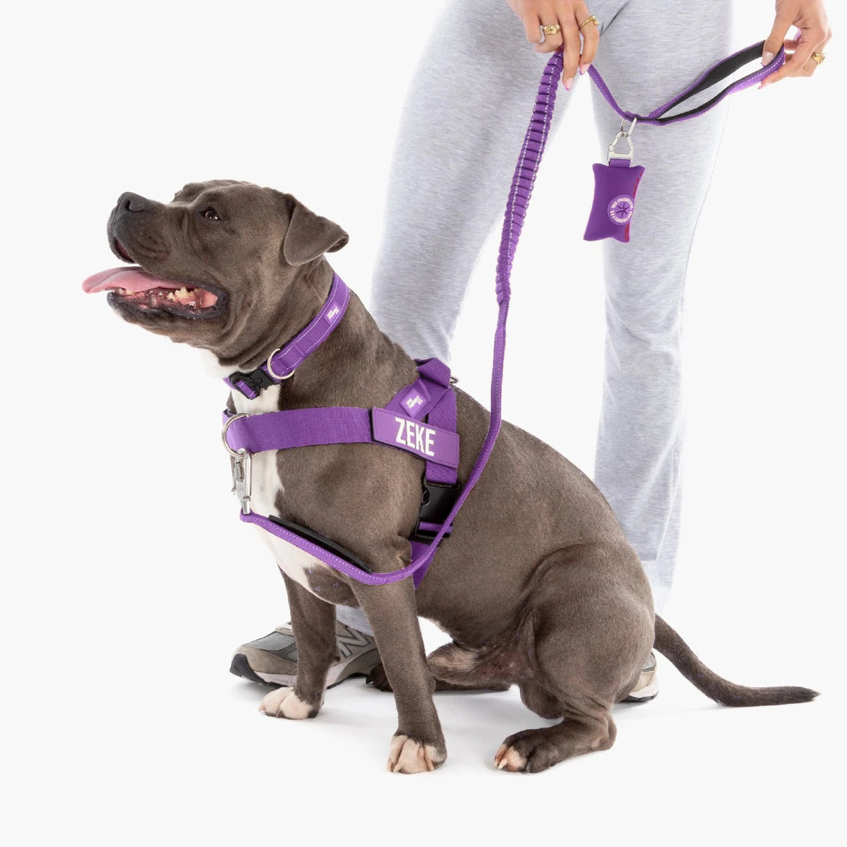 Staffy in the Indigo harness with the name ZEKE, Indigo collar and bungee leash; the owner holds the poop bag holder