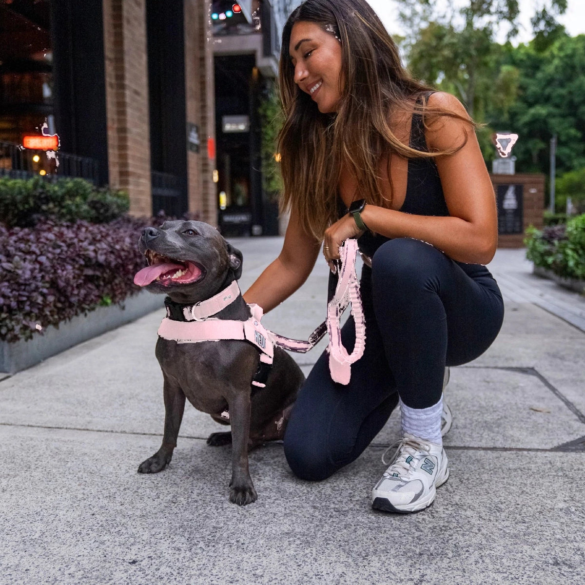 Woman crouching beside a Staffy in the Sakura harness and collar, holding the bungee leash