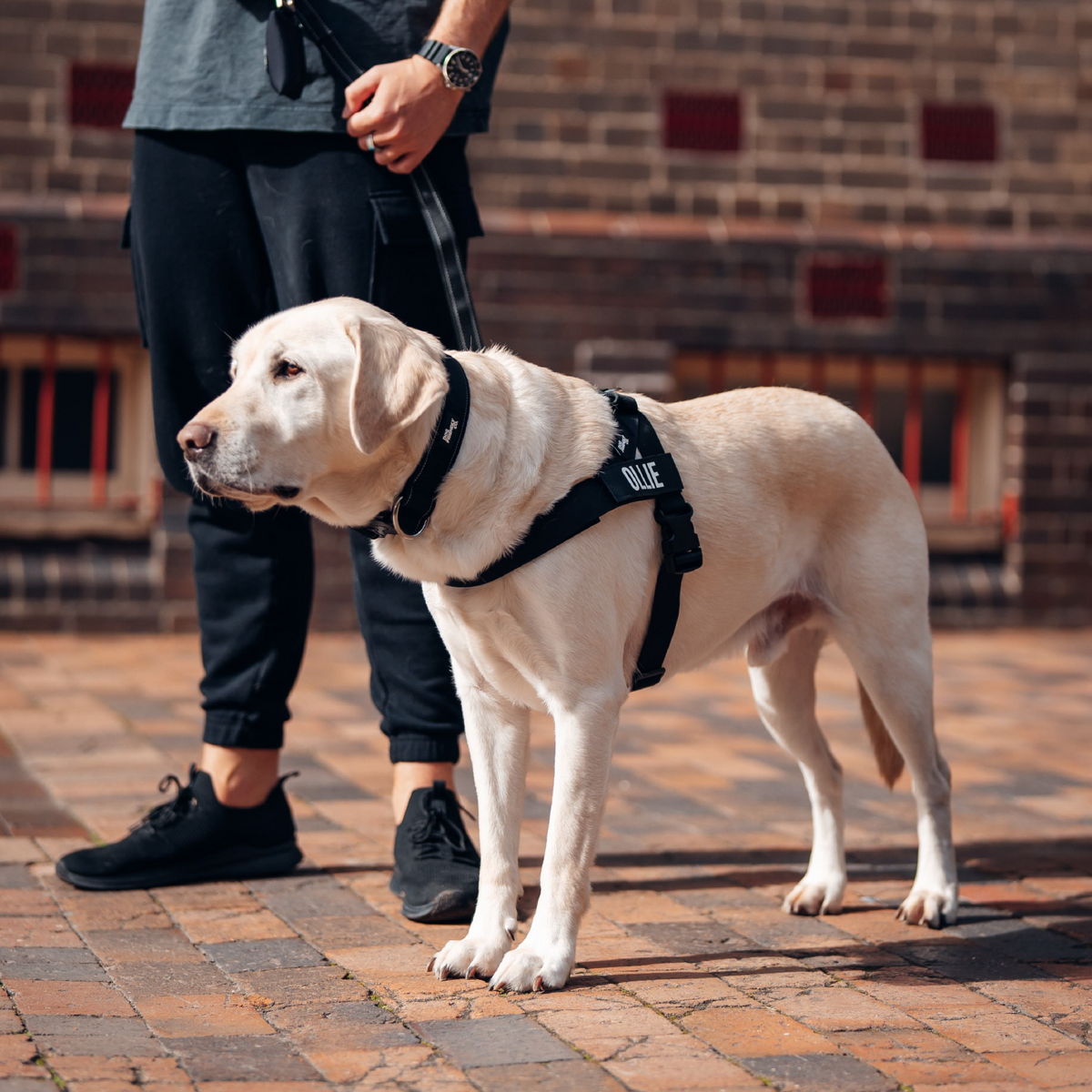 Dog Lovers Pack - Black