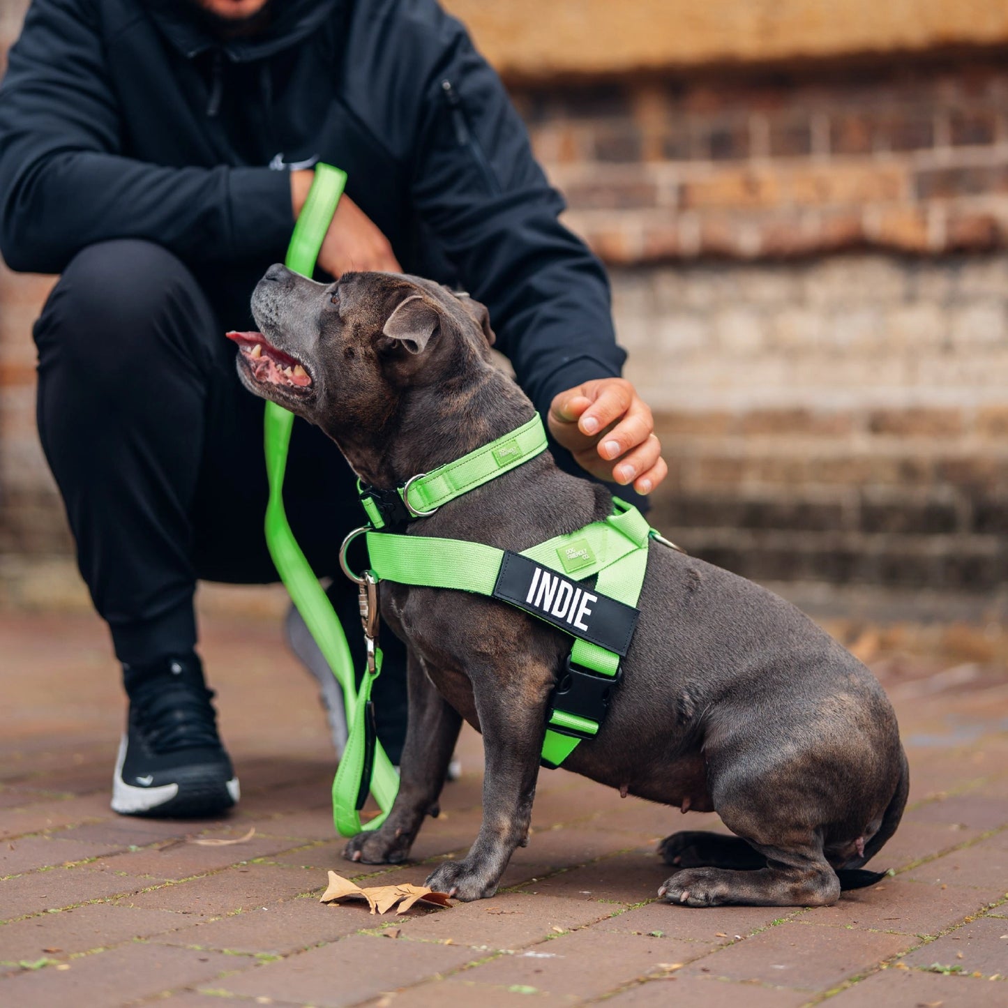 Dog Lovers Pack - Neon Green