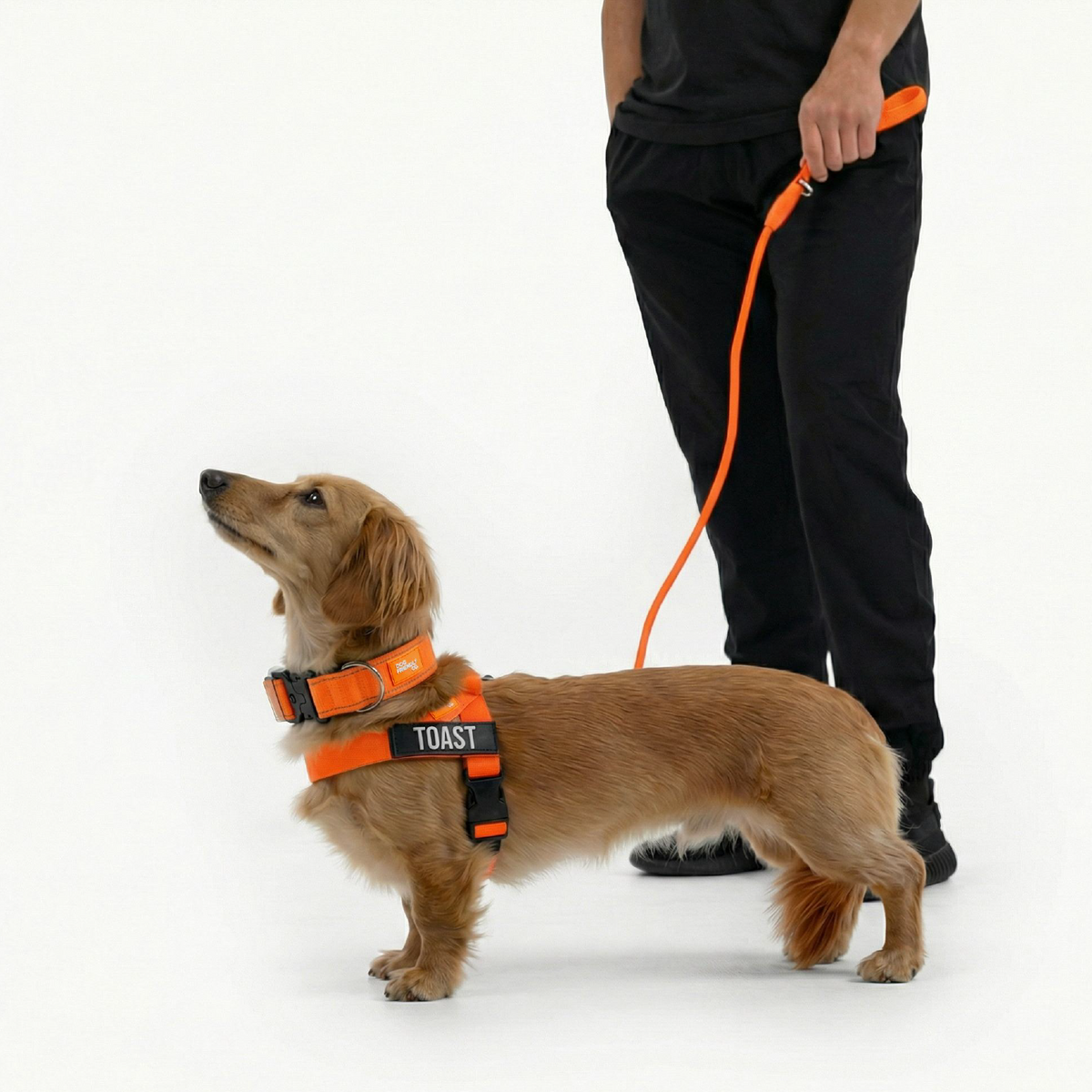 Dog Lovers Pack - Hi-Vis Orange