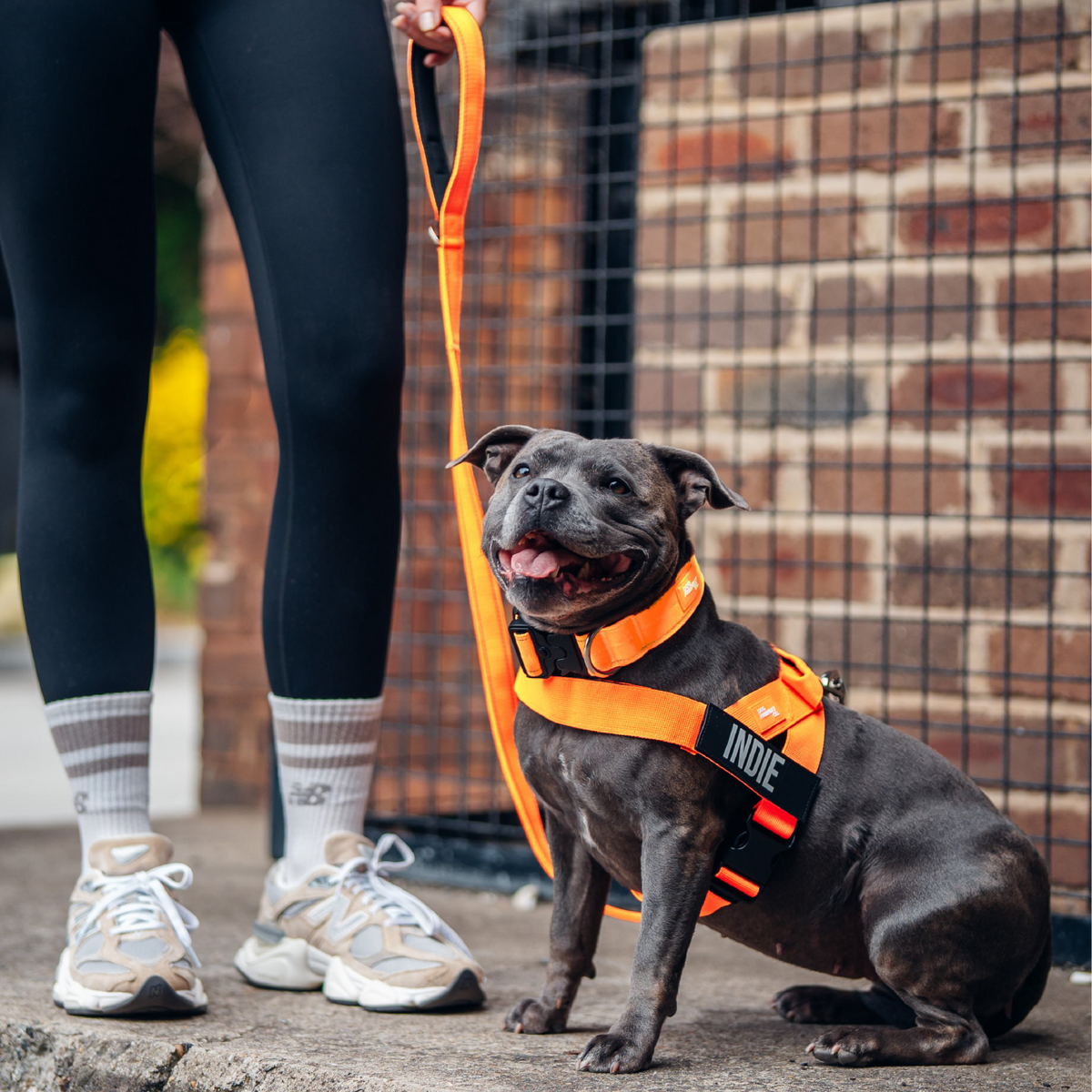 Dog Lovers Pack - Hi-Vis Orange