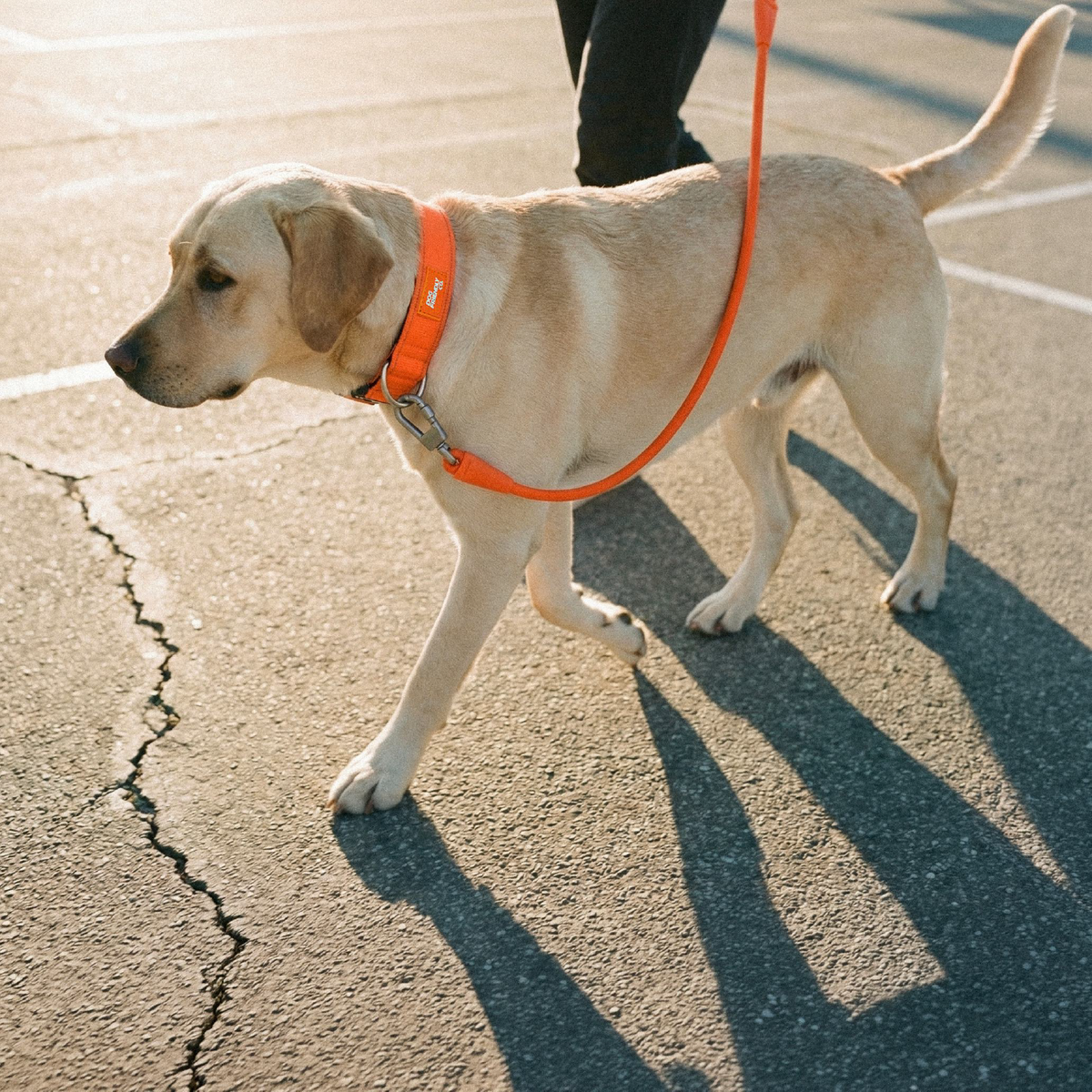 Dog Lovers Pack - Hi-Vis Orange