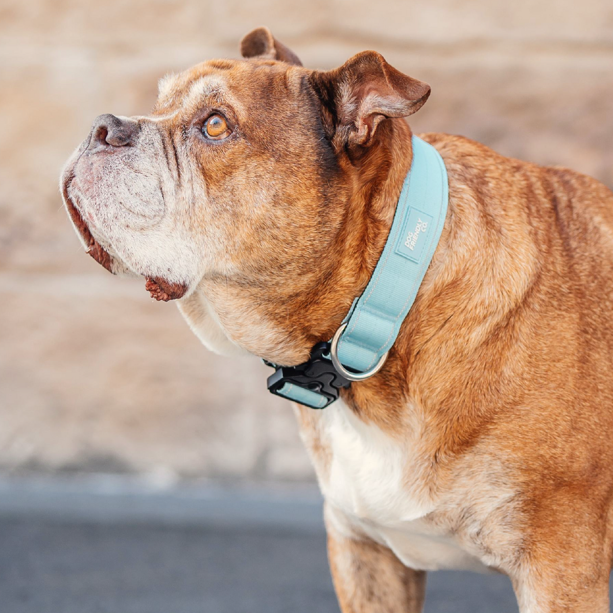 Dog Lovers Pack - Sky Blue