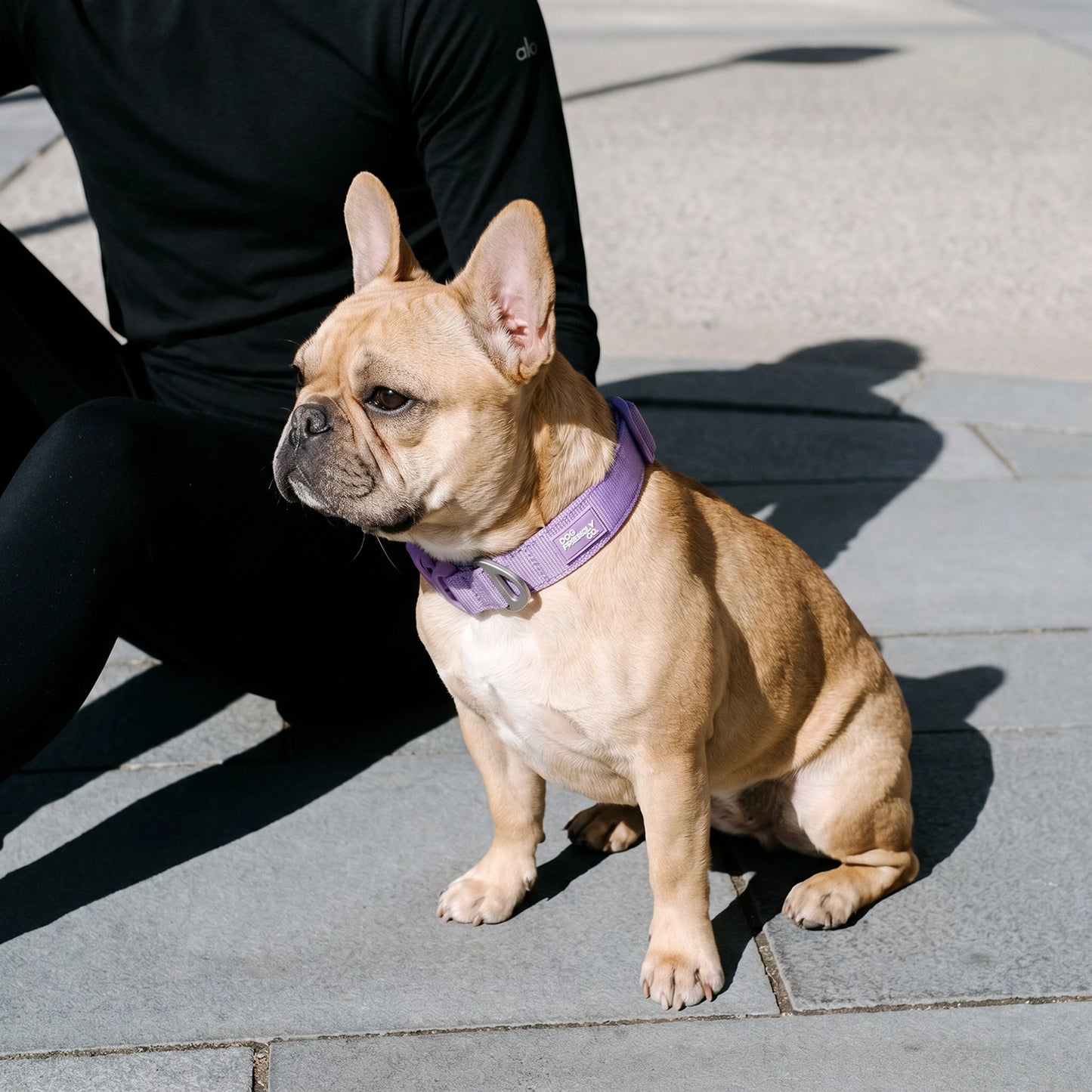 Essentials Collar - Purple