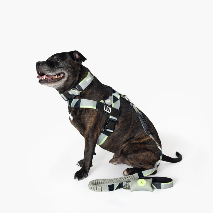 Bungee Dog Leash - Limited Edition Green