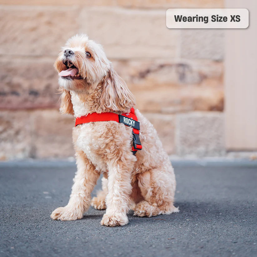 Dog Harness + FREE D-ring