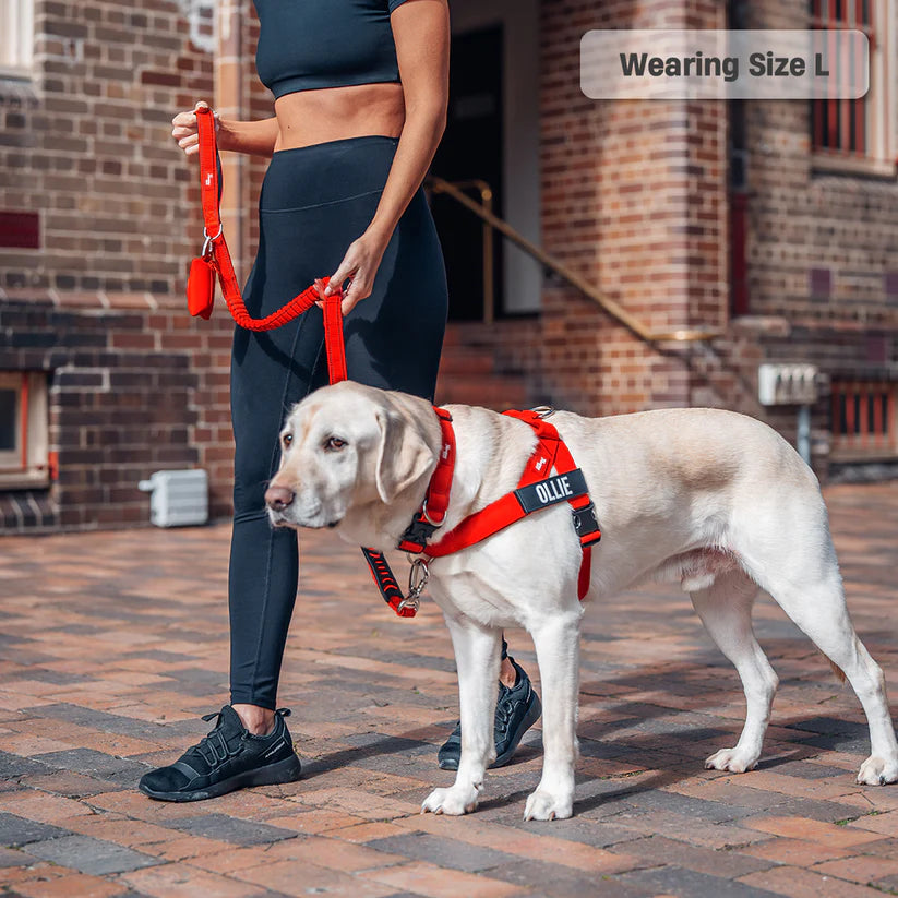 Dog Harness + FREE D-ring
