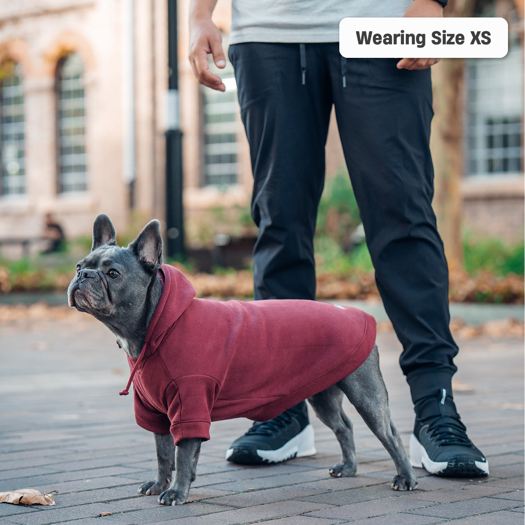 Winter Dog Hoodies - Maroon