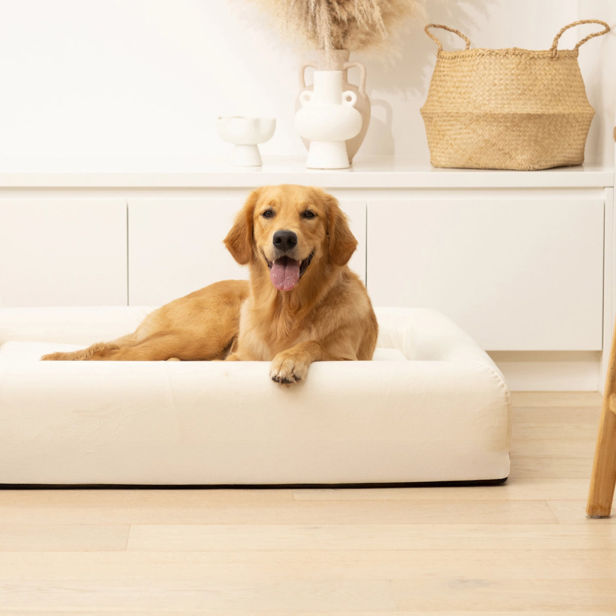 Beige Premium Orthopedic Memory Foam Dog Bed with a Golden Retriever resting inside.