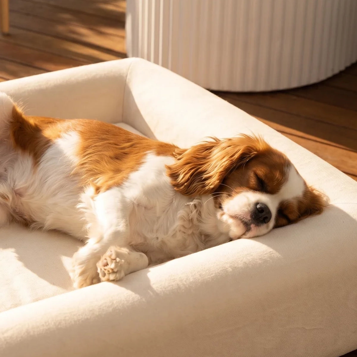 Brown and white dog sleeping on the Beige orthopedic memory foam dog bed.