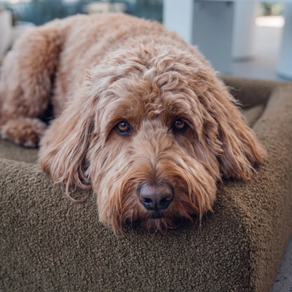 Close-up of a brown dog resting comfortably on the Brown Bouclé orthopedic memory foam dog bed.