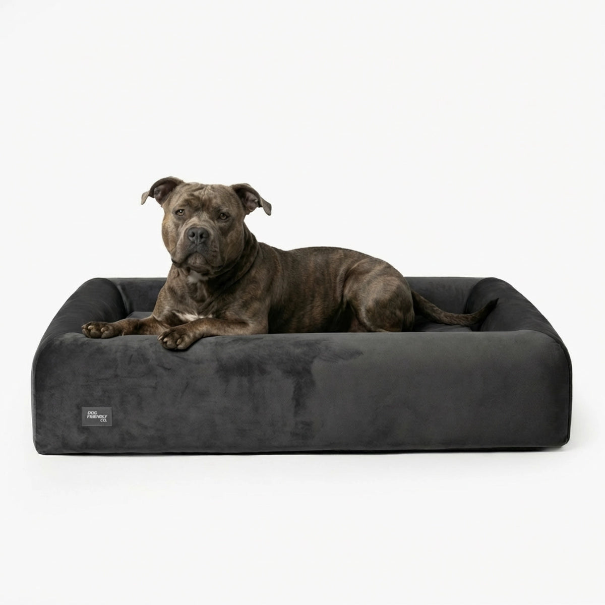 Premium Orthopedic Memory Foam Dog Bed in Charcoal with a brown dog resting inside.