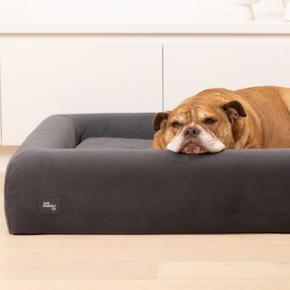 Charcoal orthopedic memory foam dog bed with a yellow Labrador puppy resting comfortably inside.