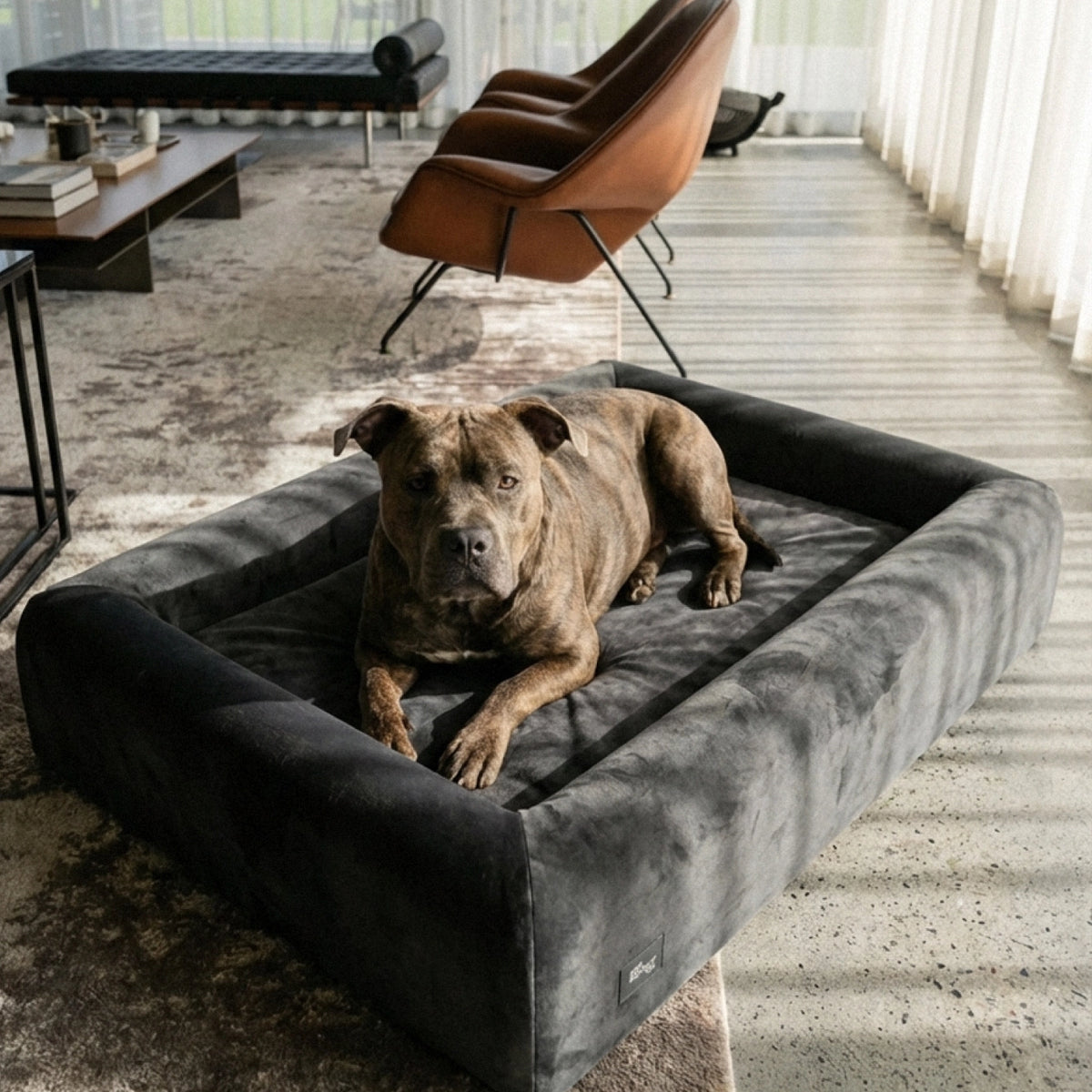 Brown dog resting on the Charcoal Premium Orthopedic Memory Foam Dog Bed in a modern living room.