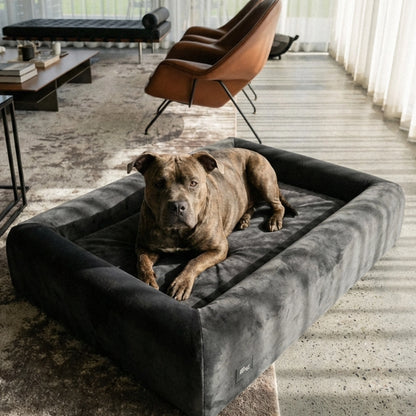 Brown dog resting on the Charcoal Premium Orthopedic Memory Foam Dog Bed in a modern living room.
