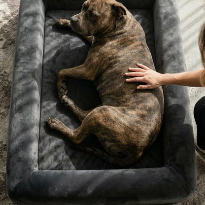 Brown dog lying on the Charcoal orthopedic memory foam dog bed while a person gently pets it.