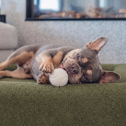 Green Bouclé Premium Orthopedic Memory Foam Dog Bed with a dog playing inside.