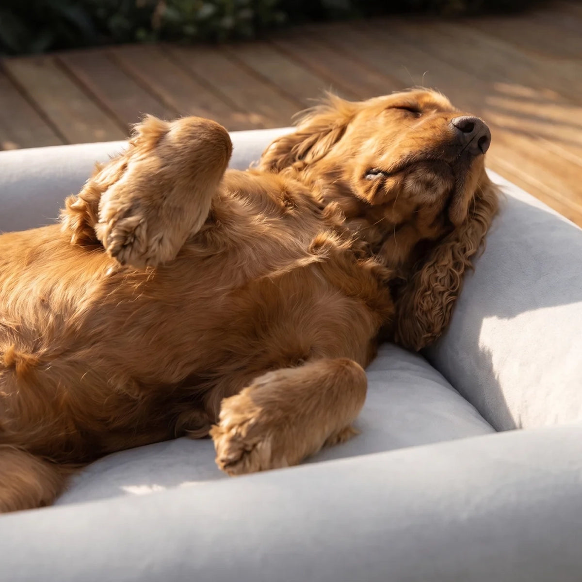 Close-up of a dog relaxing on the Grey orthopedic memory foam dog bed.