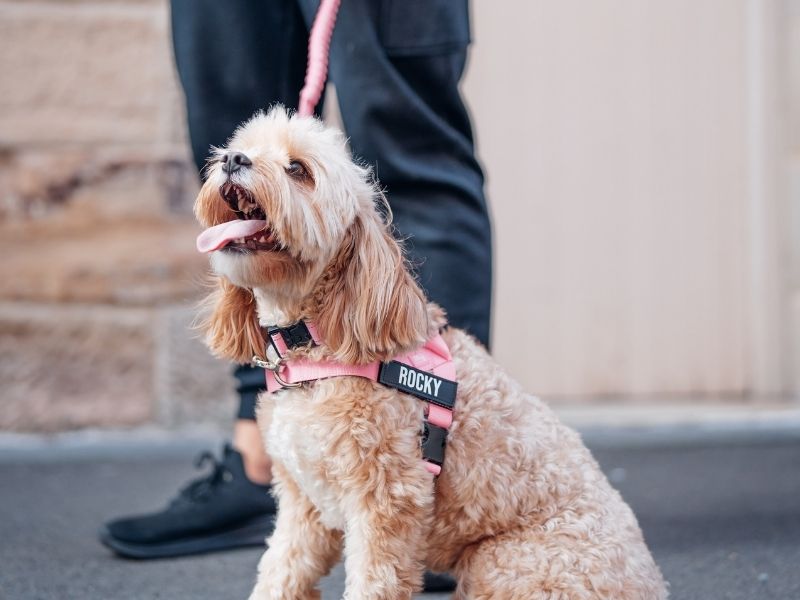 [REPLACE: DogFriendlyCo harness with 60-Day Money-Back Guarantee badge visible]