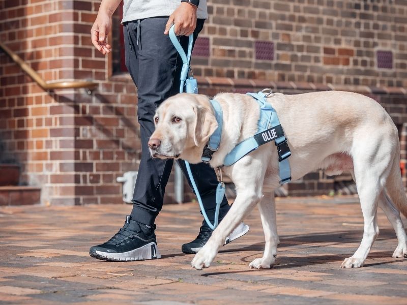 [REPLACE: close-up of front D-Ring on chest plate, leash visibly redirecting sideways]