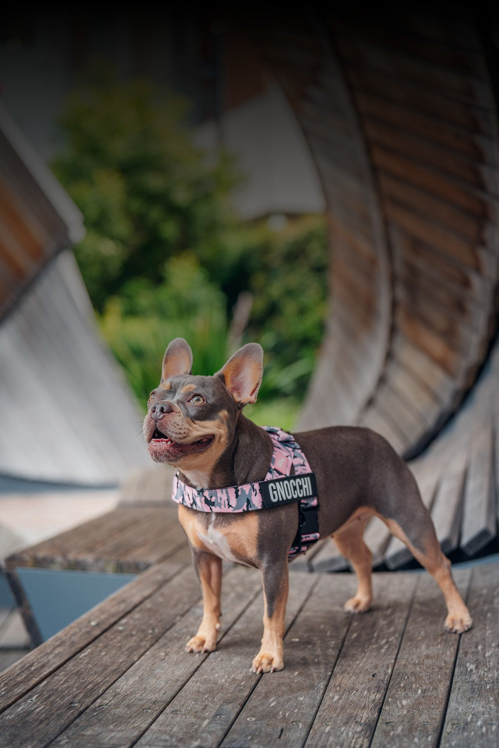 [REPLACE: Nova in DogFriendlyCo harness walking beside her handler — destination shot, both moving same direction same pace]