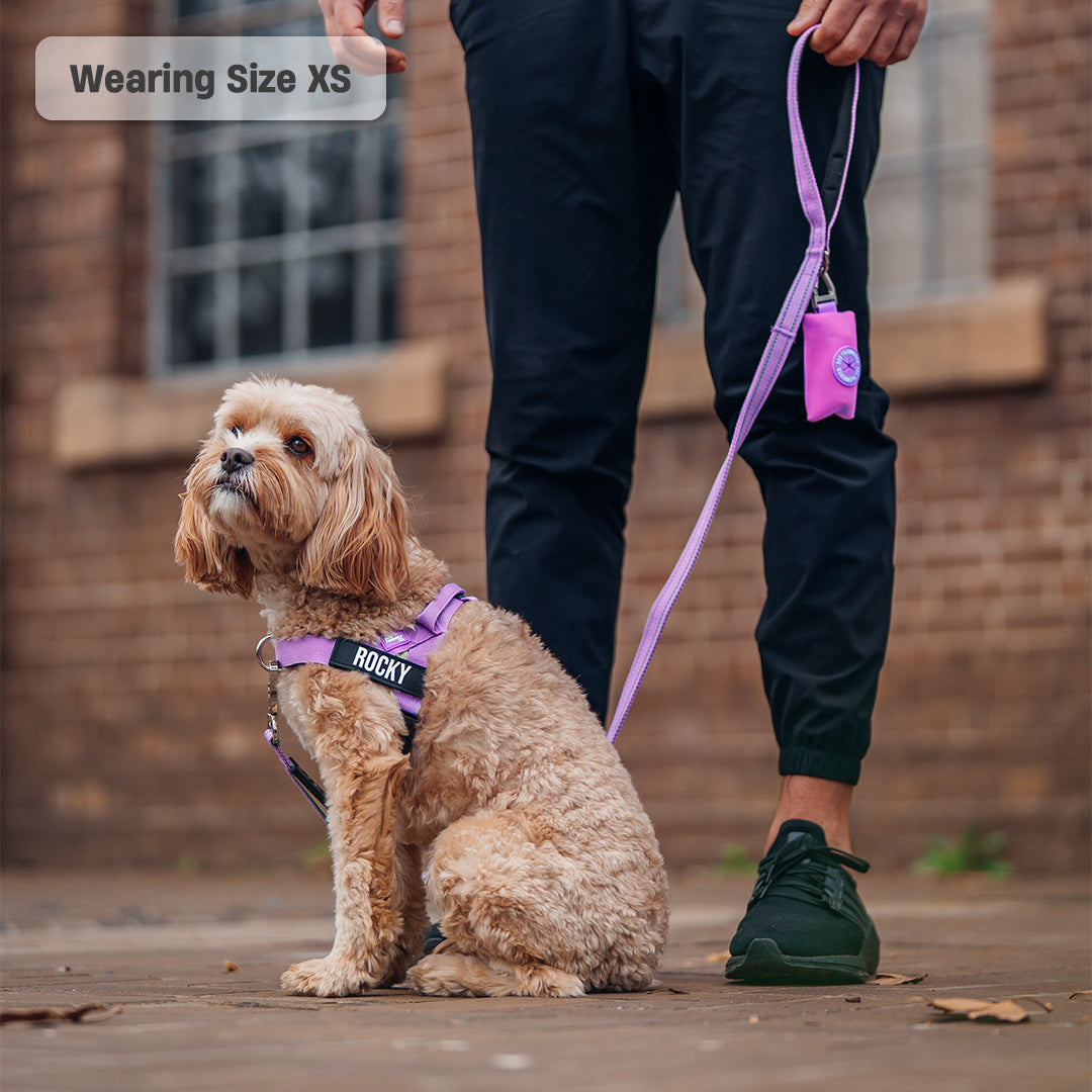 Collar Walk Set - Purple